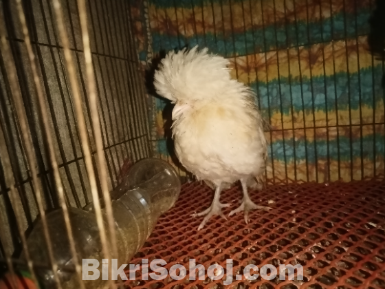 পুলিশ ক্যাপ